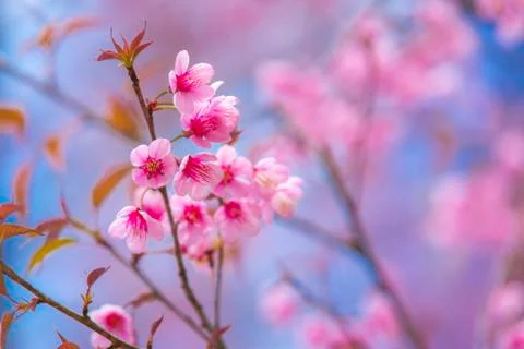 Pink Cherry Blossoms Stock Photos