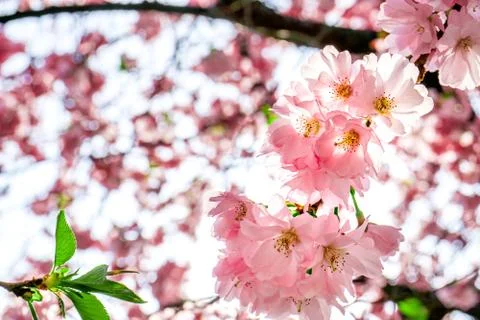 Pink cherry blossoms Stock Photos