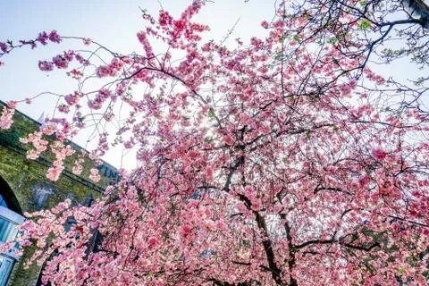 Pink cherry blossoms Stock Photos