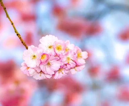 Pink cherry blossoms Stock Photos