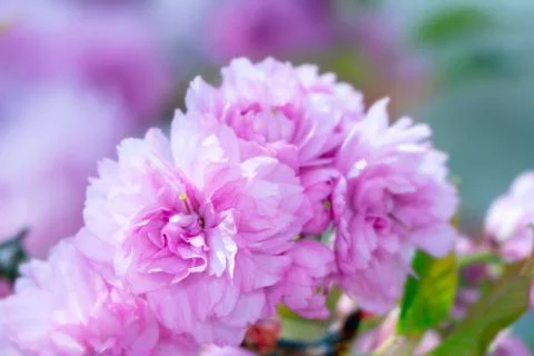 Pink cherry blossoms Stock Photos