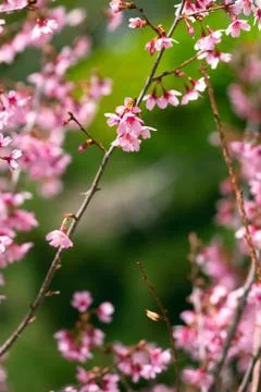 Pink Cherry Blossoms Foto stock