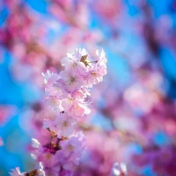 Pink cherry blossoms Stock Photos