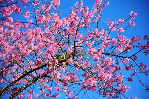 Pink cherry blossoms Stock Photos