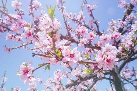 Pink Cherry Blossoms. Stock Photos