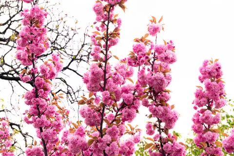 Pink cherry blossoms Stock Photos