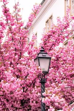 Pink cherry blossoms Stock Photos