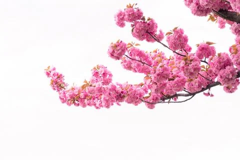 Pink cherry blossoms Stock Photos