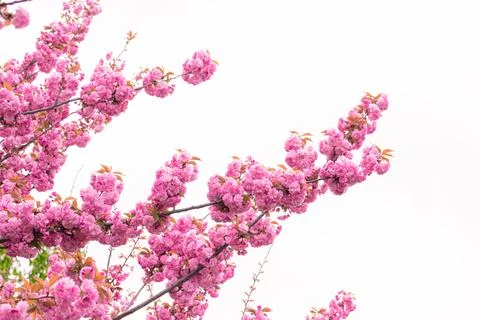 Pink cherry blossoms Stock Photos