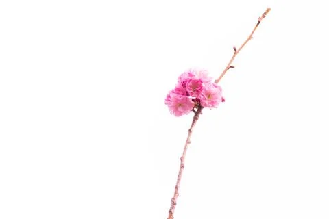 Pink cherry blossoms Stock Photos