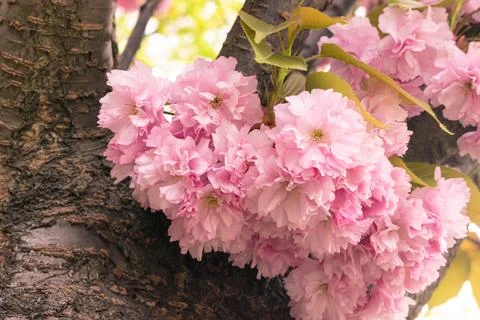 Pink cherry blossoms Stock Photos