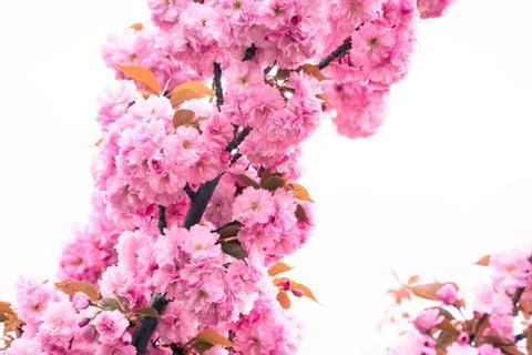 Pink cherry blossoms Stock Photos