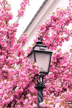 Pink cherry blossoms Stock Photos