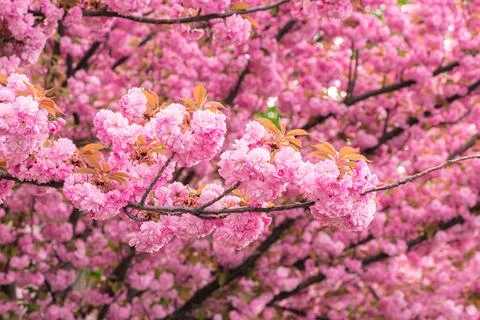 Pink cherry blossoms Stock Photos