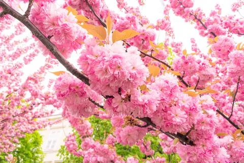 Pink cherry blossoms Stock Photos