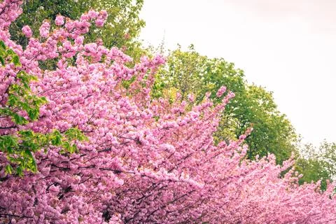Pink cherry blossoms Foto stock