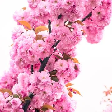 Pink cherry blossoms Stock Photos
