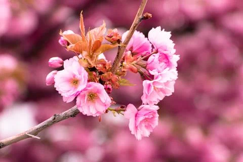 Pink cherry blossoms Stock Photos
