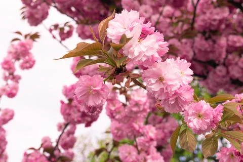 Pink cherry blossoms Foto stock
