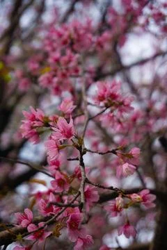 Pink Cherry Blossoms Stock Photos