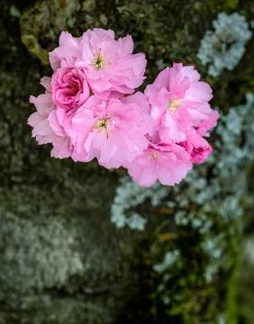 Pink cherry blossoms Stock Photos