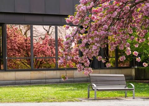 Pink cherry blossoms reflected in large building windows in Dresden, German.. Stock Photos