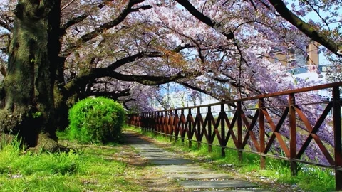 Pink Cherry Blossoms Sakura Trees in Full Bloom Kyoto Japan Stock Footage 315753981