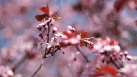 Pink cherry blossoms with soft bokeh Stock Footage 330669005