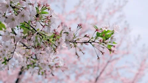 Pink cherry blossoms with soft spring background 库存影片 341923204