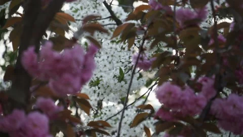 Pink Cherry Blossoms Spring banner, branches of blossoming Stockbeeldmateriaal 153714980