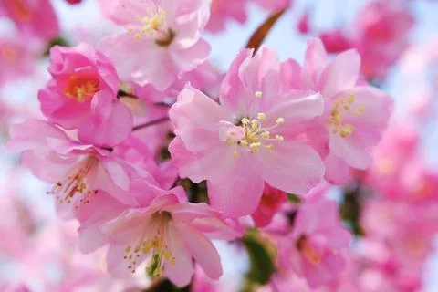 Pink cherry blossoms in spring bloom Stock Photos