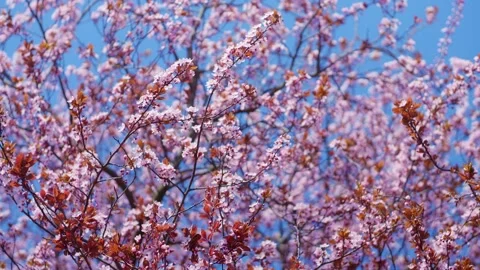 Pink cherry blossoms in spring. Stock Footage 237700131
