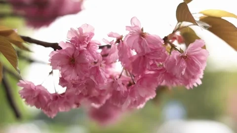 Pink cherry blossoms in spring Stock Footage 309800363
