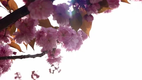 Pink cherry blossoms in spring Stock Footage 309800370