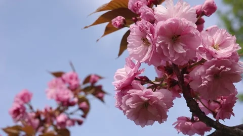 Pink cherry blossoms in spring Vidéo 309822061
