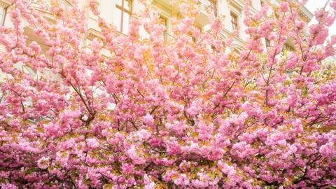 Pink cherry blossoms in spring Foto stock