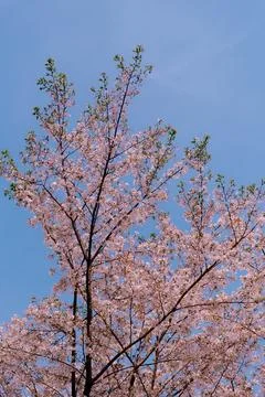 Pink Cherry Blossoms in Spring Stock Photos
