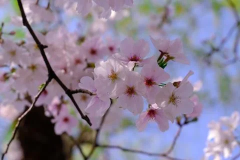 Pink cherry blossoms in spring sky Stock Photos