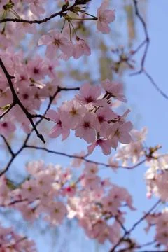 Pink cherry blossoms in spring sky Stock Photos