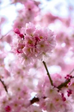 Pink cherry blossoms at spring time in Victoria, BC, Canada Stock Photos