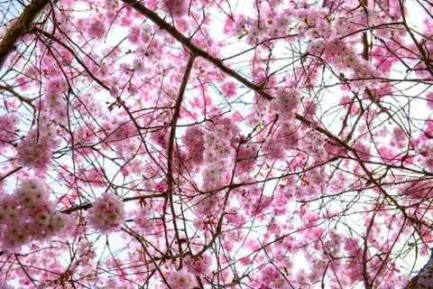 Pink cherry blossoms at spring time in Victoria, BC, Canada Stock Photos