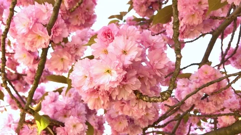 Pink cherry blossoms in spring on a tree Video stock 118526757