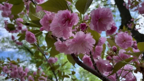 Pink Cherry Blossoms in Springtime Video stock 302086882