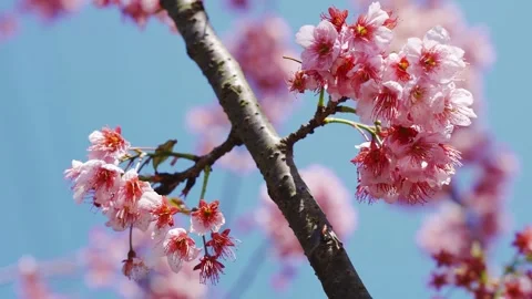 Pink Cherry Blossoms Swaying on Branches During Sunny Spring Day Stock Footage 341961408