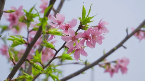 Pink Cherry Blossoms Swaying Gently on Tree Branches During a Bright Spring Day 스톡 동영상 342000607