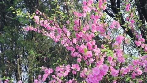 Pink cherry blossoms swaying in the wind on a sunny day in spring. Stock Footage 131018639