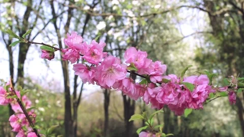 Pink cherry blossoms swaying in the wind on a sunny day in spring. A branch o Stock Footage 131018640