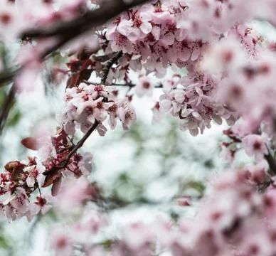 Pink Cherry Blossoms With Tiny Water Drops Stock Photos