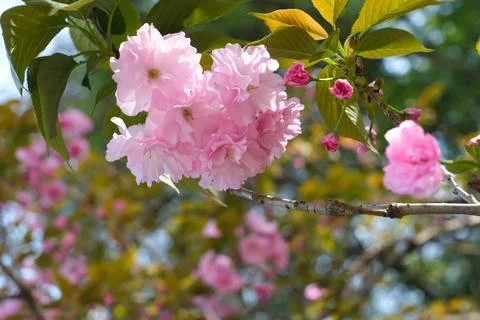 Pink cherry blossoms on tree branch in spring Stock Photos