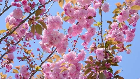 Pink cherry blossoms on tree branches against a clear blue sky. A spring land Stock Footage 341759628